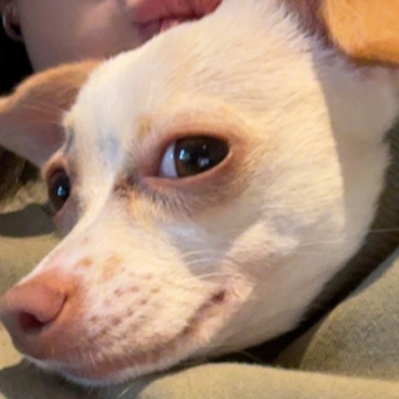 Meet your Posher, Ciela - Picture 1 of 1